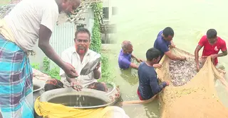 দেশের ৭০ শতাংশ পোনার যোগান যশোর থেকে; বর্ষায় বেচাকেনা চাঙা